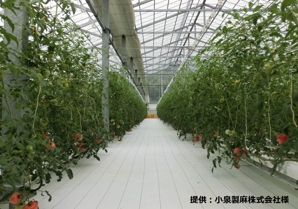 ルンルンシート 白ピカをトマトの栽培に使用している写真です。